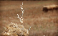 Flying_field