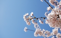 Hanami