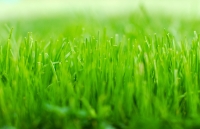 grass
