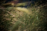 long_grass