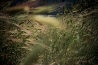 long_grass