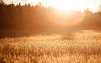 sunset_in_the_field
