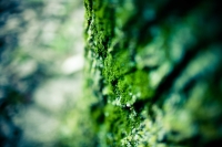 the_tree