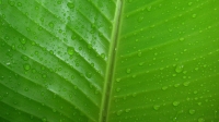 leaf_and_dews
