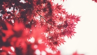gmccurdy_nature_in_red