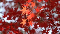 dking_momiji