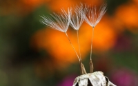 jankaluza_dandelion