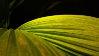 linuxmint_exotic