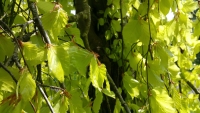 linuxmint_green