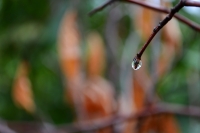 sezgin_drop