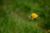sezgin_flower