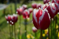 sezgin_tuplips