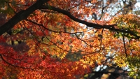 dking_autumn_in_japan