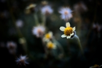 bfantinatti_flower