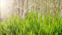 monika_pure_green_grass