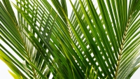 proskurovskiy_palm