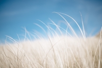 rsmith_single_blade_of_grass
