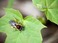 Wasp