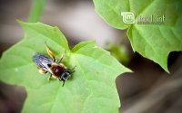 Wide_Wasp