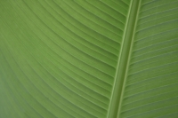 Gnome-palm