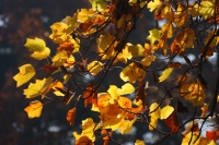 Colori_dautunno