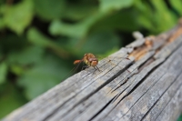 DragonFly4