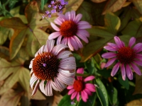 flowers_and_leaves