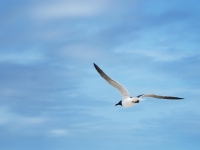 in_flight