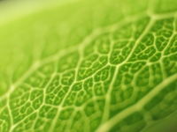 leaf_veins