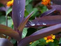 leafdrops