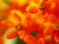 tiny_blast_of_red