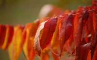 autumn_leaves