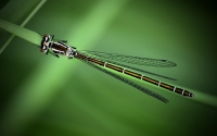 damselfly