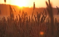 sunset_field