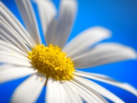 Daisy