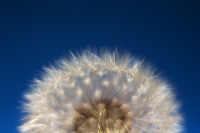Fluffodome