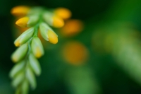 Crocosmia_by_sirpecangum