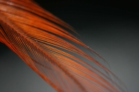 Feather_by_quinn.anya