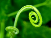 Spiral_by_firas