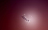 Variations-On-Natty-Narwhal-1_by_madeinkobaia