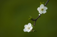 White_flowers_by_Garuna_bor-bor