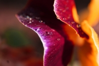 Delicate_Petals_by_lefthandgergo