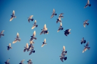 Flocking_by_noombox