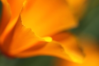 Golden_Bloom_by_Twinmama