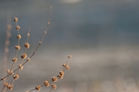 Winter_Morning_by_Shannon_Lucas