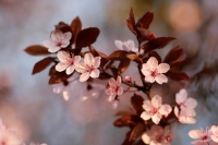Fleurs_de_Prunus_24_by_Jerome_Boivin