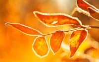 Morning_Sun_on_Frost-Covered_Leaves_by_Gary_A_Stafford