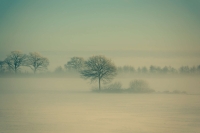 Winter_Fog_by_Daniel_Vesterskov