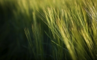 Grass_by_Jeremy_Hill
