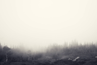 Foggy_Forest_by_Jake_Stewart
